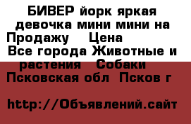 БИВЕР йорк яркая девочка мини мини на Продажу! › Цена ­ 45 000 - Все города Животные и растения » Собаки   . Псковская обл.,Псков г.